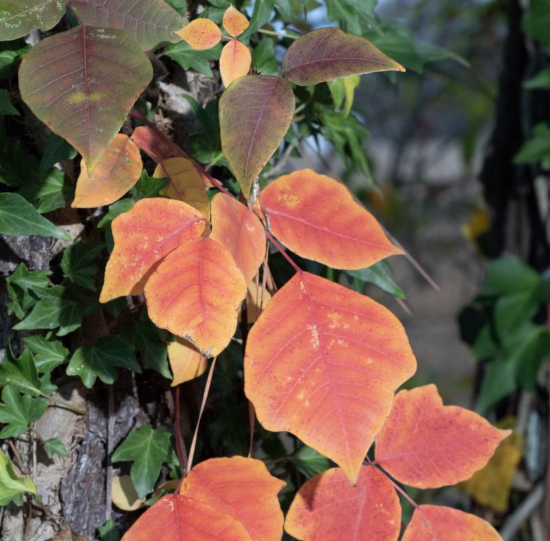 Poison Ivy Abatement Service