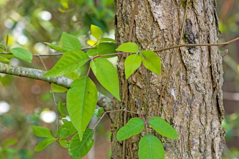 Contact About Poison Ivy Removal