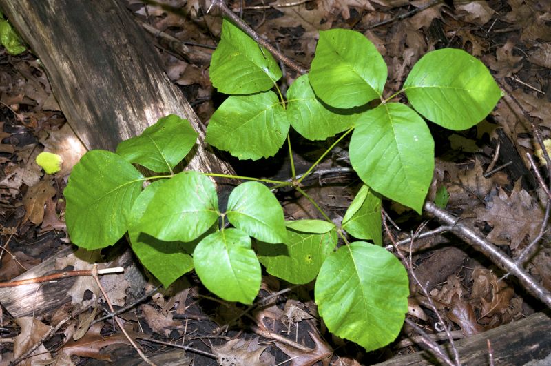 Spade Poison Ivy Removal