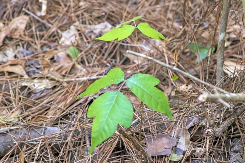 Spade Poison Ivy Removal