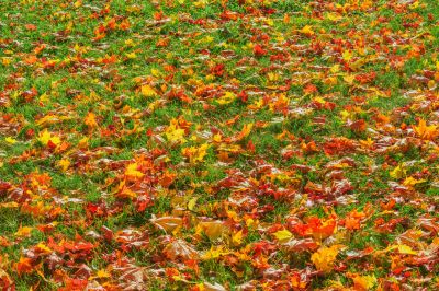 Autumn Lawn Scene